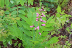 Dictamnus dasycarpus