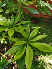 Xanthostemon