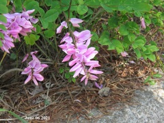 Indigofera kirilowii