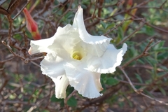 Mandevilla lanuginosa