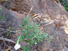 Mandevilla lanuginosa