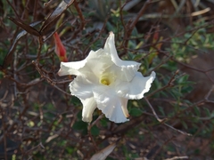 Mandevilla lanuginosa