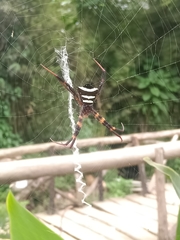 Argiope reinwardti