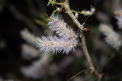 Mimosa polyantha