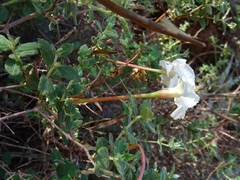 Mandevilla lanuginosa