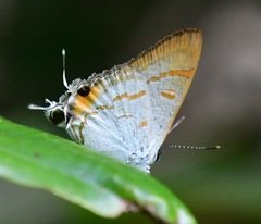 Hypolycaena thecloides