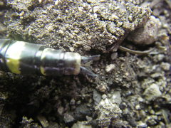 Cordulegaster princeps