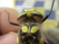 Cordulegaster princeps