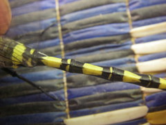 Cordulegaster princeps