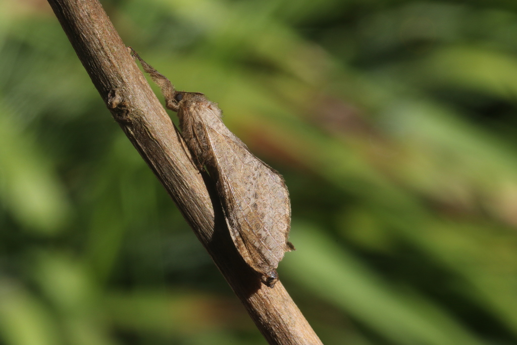Pseudodalaca serta