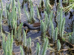 Gallinula chloropus