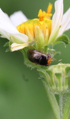 Geocoris ochropterus