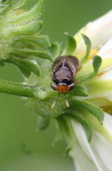 Geocoris ochropterus
