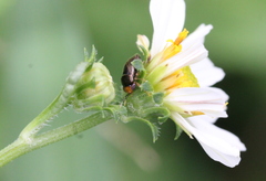 Geocoris ochropterus