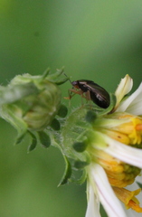 Geocoris ochropterus