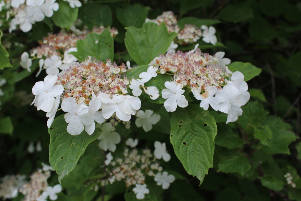 Viburnum sargentii — an easy houseplant, prefers full sun light