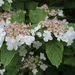 Asian Guelder Rose - Photo (c) Александр Белов, some rights reserved (CC BY-NC), uploaded by Александр Белов