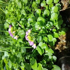 Cardamine raphanifolia