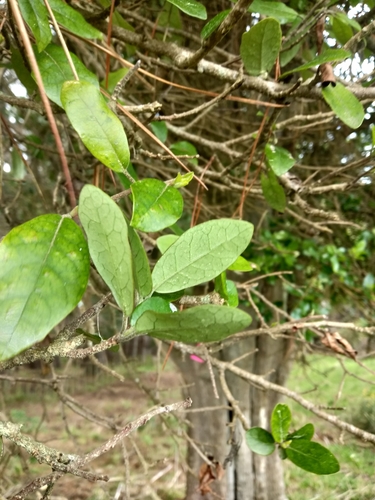 Pennantia corymbosa (Pennantia corymbosa)