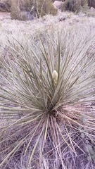 Yucca glauca