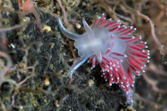 Coryphella