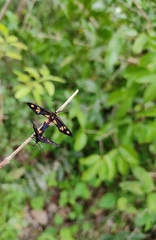 Thyrassia