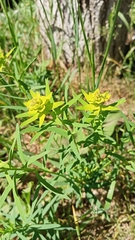 Euphorbia virgata