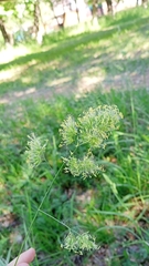 Dactylis glomerata