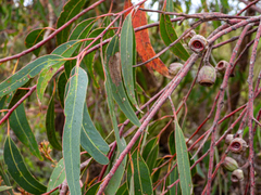 Eucalyptus planchoniana