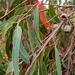 Eucalyptus planchoniana - Photo (c) ambrosia1, alguns direitos reservados (CC BY-NC)
