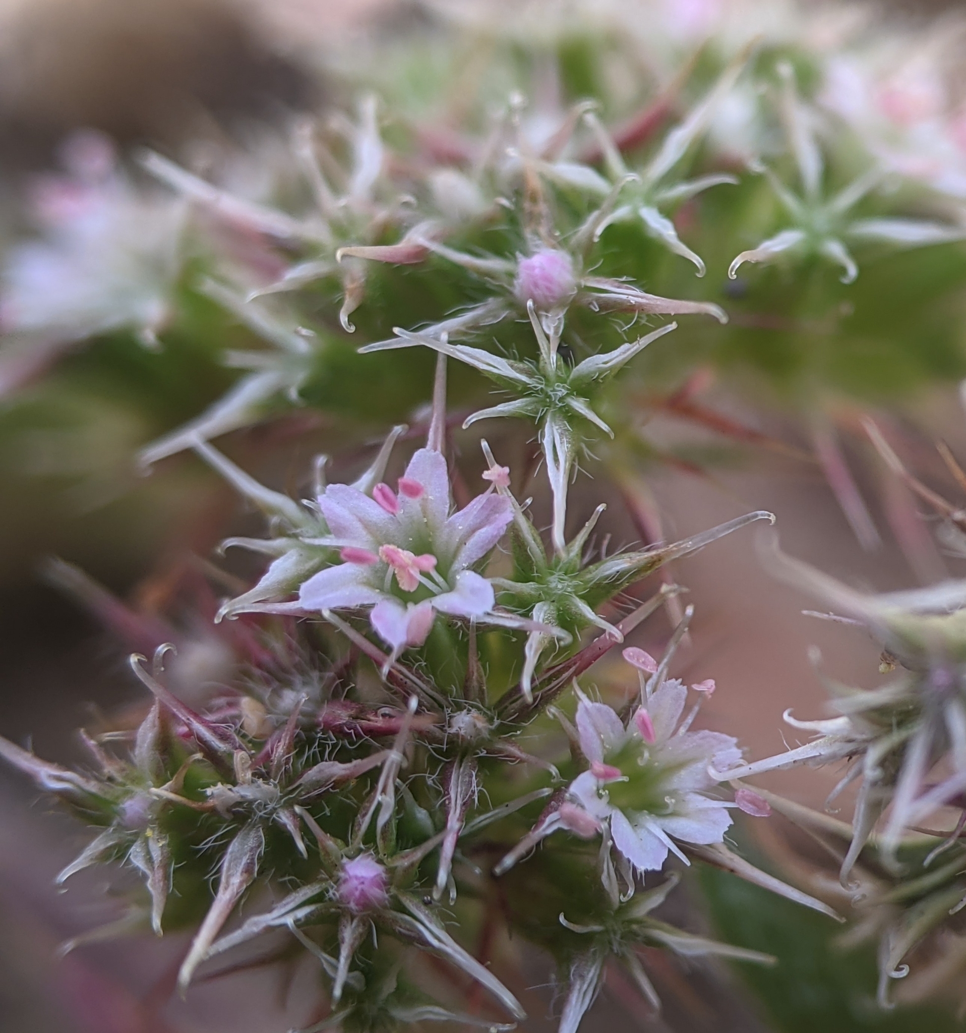 Chorizanthe cuspidata