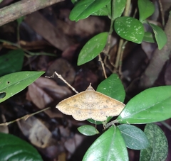 Hypospila bolinoides