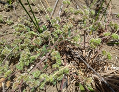 Chorizanthe cuspidata