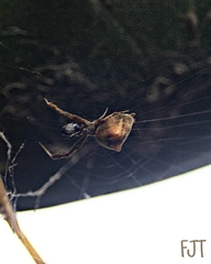 Uloborus