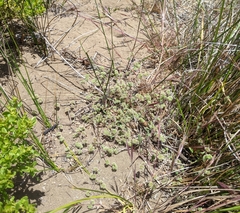 Chorizanthe cuspidata