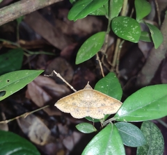 Hypospila bolinoides