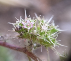 Chorizanthe cuspidata