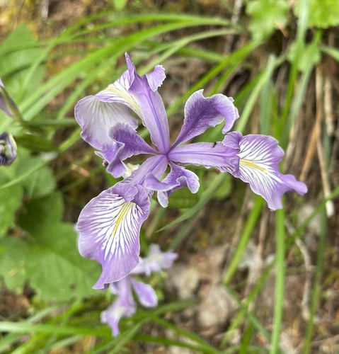 Toughleaf Iris
