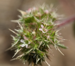 Chorizanthe cuspidata