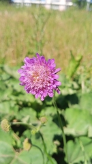 Knautia arvensis