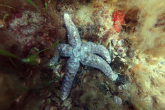 Uniophora