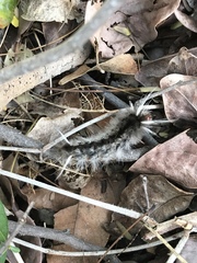 Halysidota cinctipes