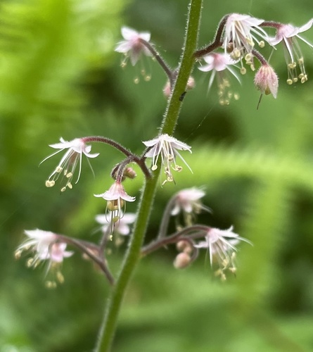 Tiarella trifoliata var. trifoliata
