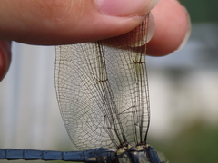 Orthetrum lineostigma