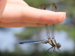 Orthetrum lineostigma
