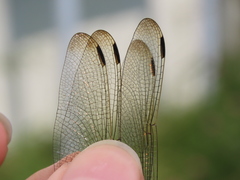 Orthetrum lineostigma