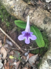 Streptocarpus rexii