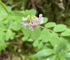 Hosackia rosea