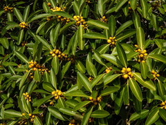 Ficus obliqua