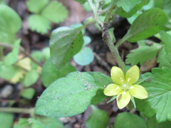 Lysimachia japonica